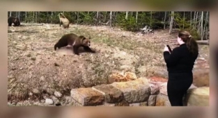 Ayılara Yaklaşan Kadına Hapis Cezası 