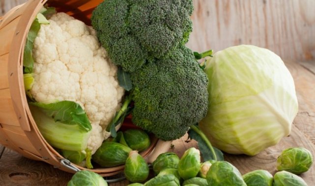 Yağlı tohumlar yüksek protein içeriyor