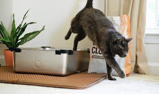 Kedi Kumuyla Küresel Isınmaya Çözüm Aranıyor