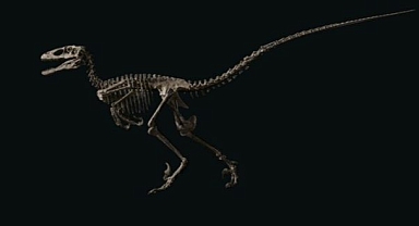 "The Raptor” 12,4 Milyon Dolara Satıldı