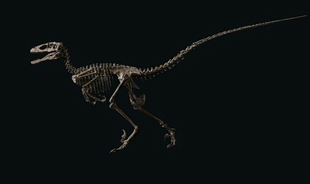 "The Raptor” 12,4 Milyon Dolara Satıldı