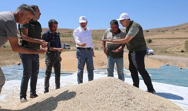 Kayseri Kocasinan'da gacer buğdayı hasadı