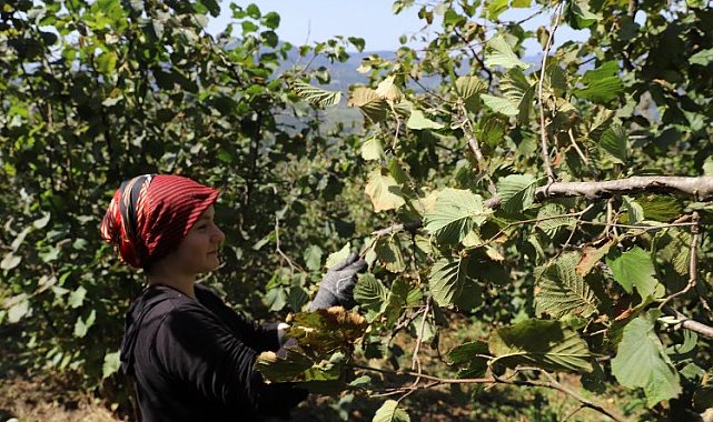 Fındık üreticisinin yüzü bu projeyle güldü
