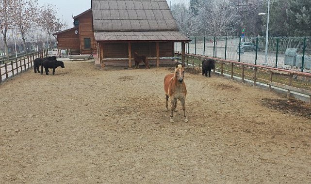 Doğu Anadolu'da tek... Ziyaretçilerin uğrak noktası oldu