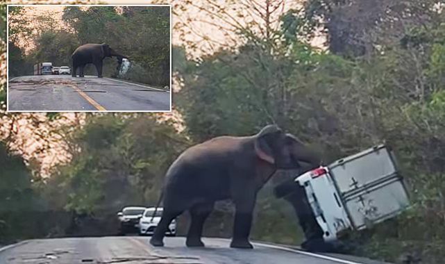 Watch as wild elephant rams truck as driver refused to wait