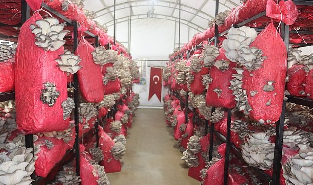 İzmit yılın ilk hasadını gerçekleştirdi