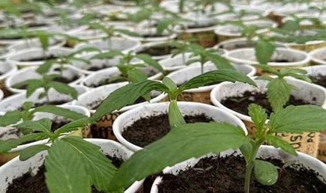 Bingöl'de 3 bin 340 kök kenevir ele geçirildi