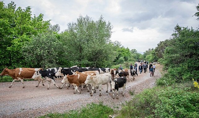 Bergama'da yayla yolculuğu başladı
