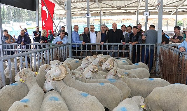 Manisa'da sürüleri iyileştirecek proje... Koçlar Büyükşehir'den