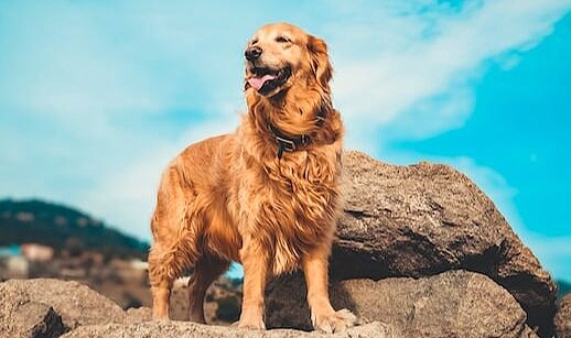 Uçurumda mahsur kalan köpek operasyonla kurtarıldı