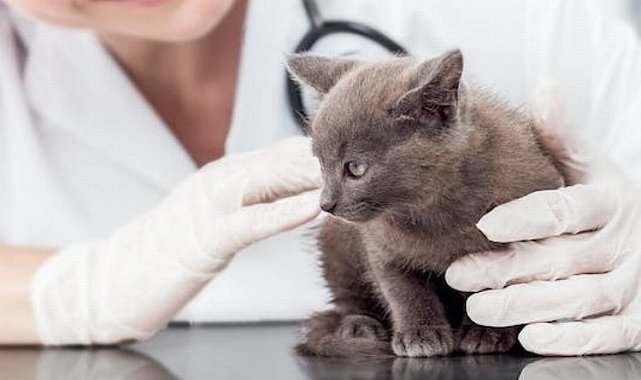 İşte 2024 yılı kedi-köpek muayene, kısırlaştırma ve aşı ücretleri…