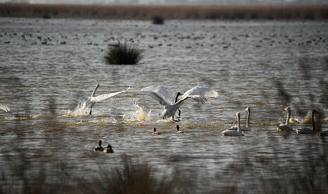 Kuş Cenneti'ne ziyaretçi akını