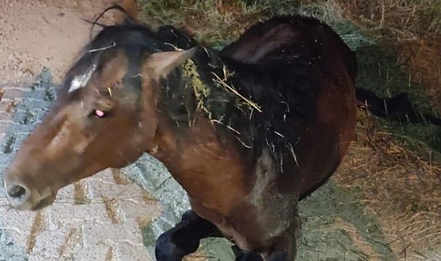 Manisa'da yılkı atı tedavi sonrası yeniden doğal yaşamda