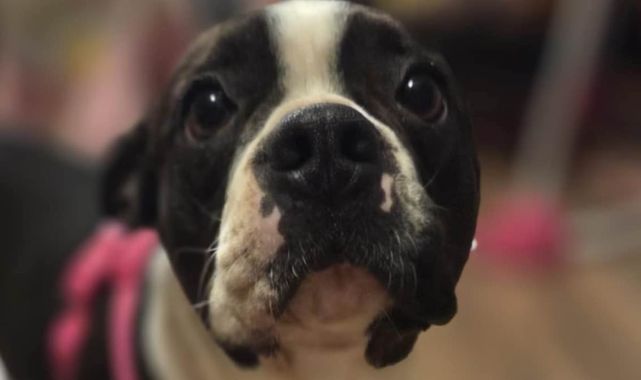 Cruel reason adorable Boston terrier was surrendered to animal shelter