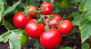 Urgent nationwide recall for tomatoes that could KILL
