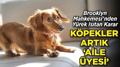 Köpekler Artık 'Aile Üyesi' Sayılacak: Brooklyn Mahkemesi’nden Yürek Isıtan Karar!