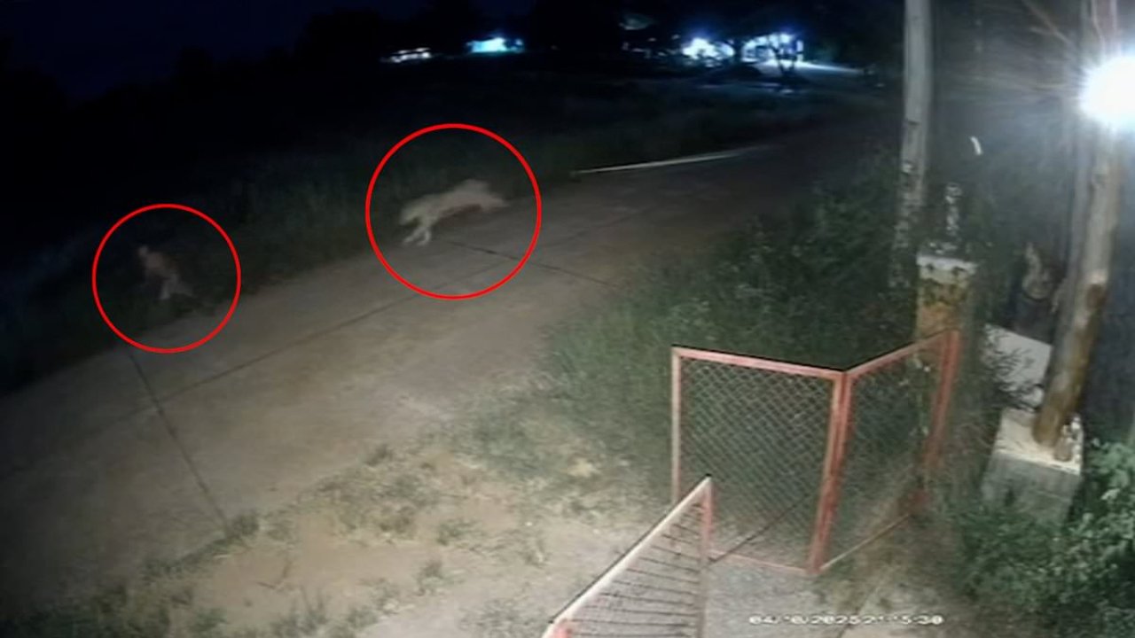 Shocking moment illegal pet lion escapes and mauls 11-year-old boy