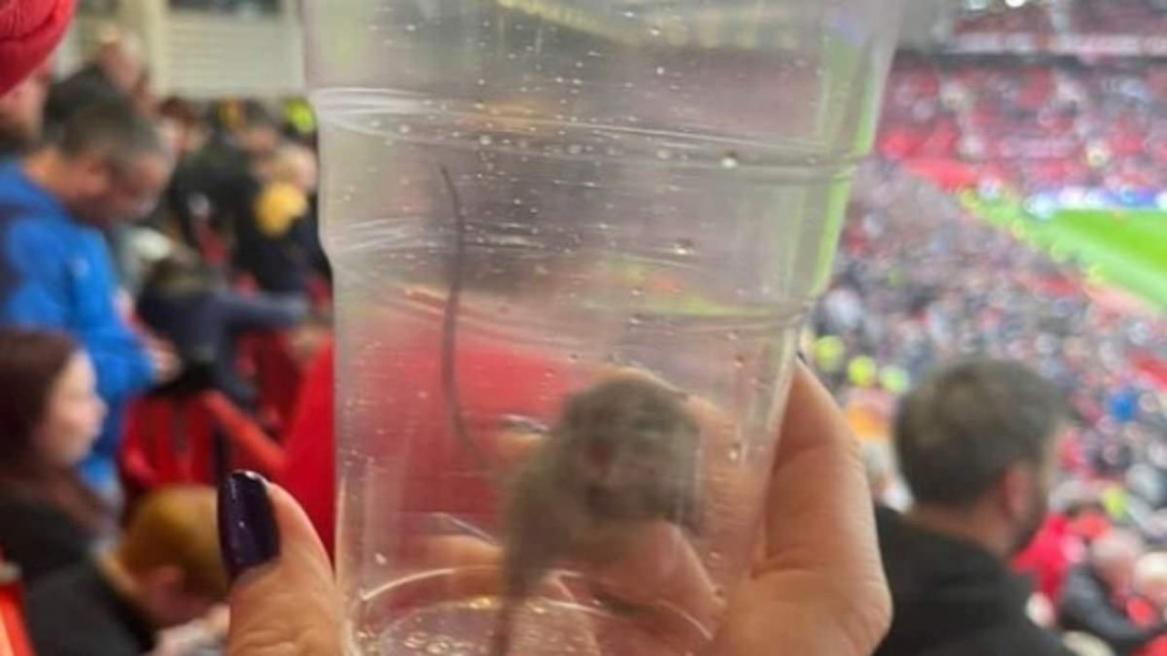 Sunderland fan MORTIFIED after finding rodent at Old Trafford