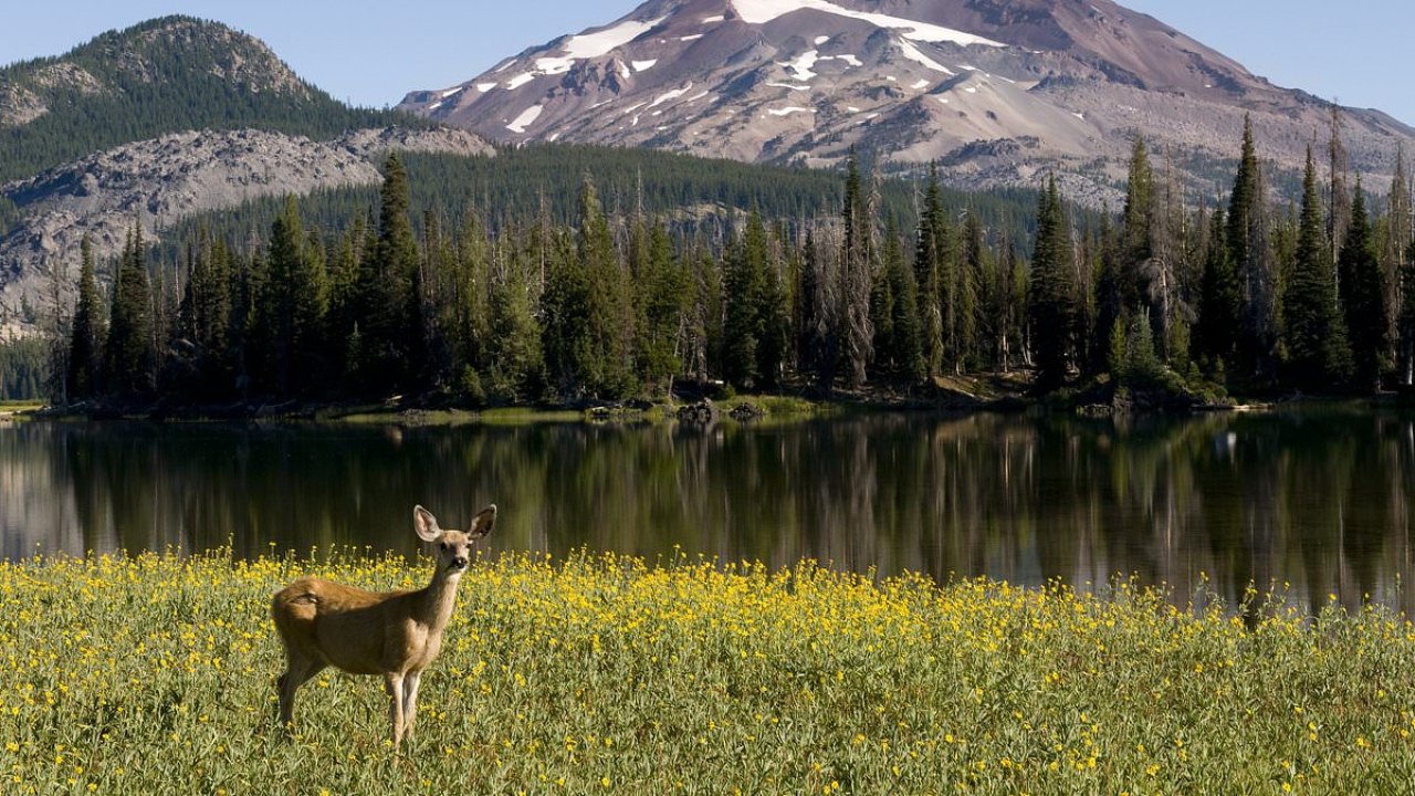 Pacific Northwest state moves closer towards banning hunting