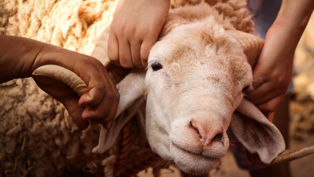 Kurban Bayramı tatili 9 güne çıkarıldı