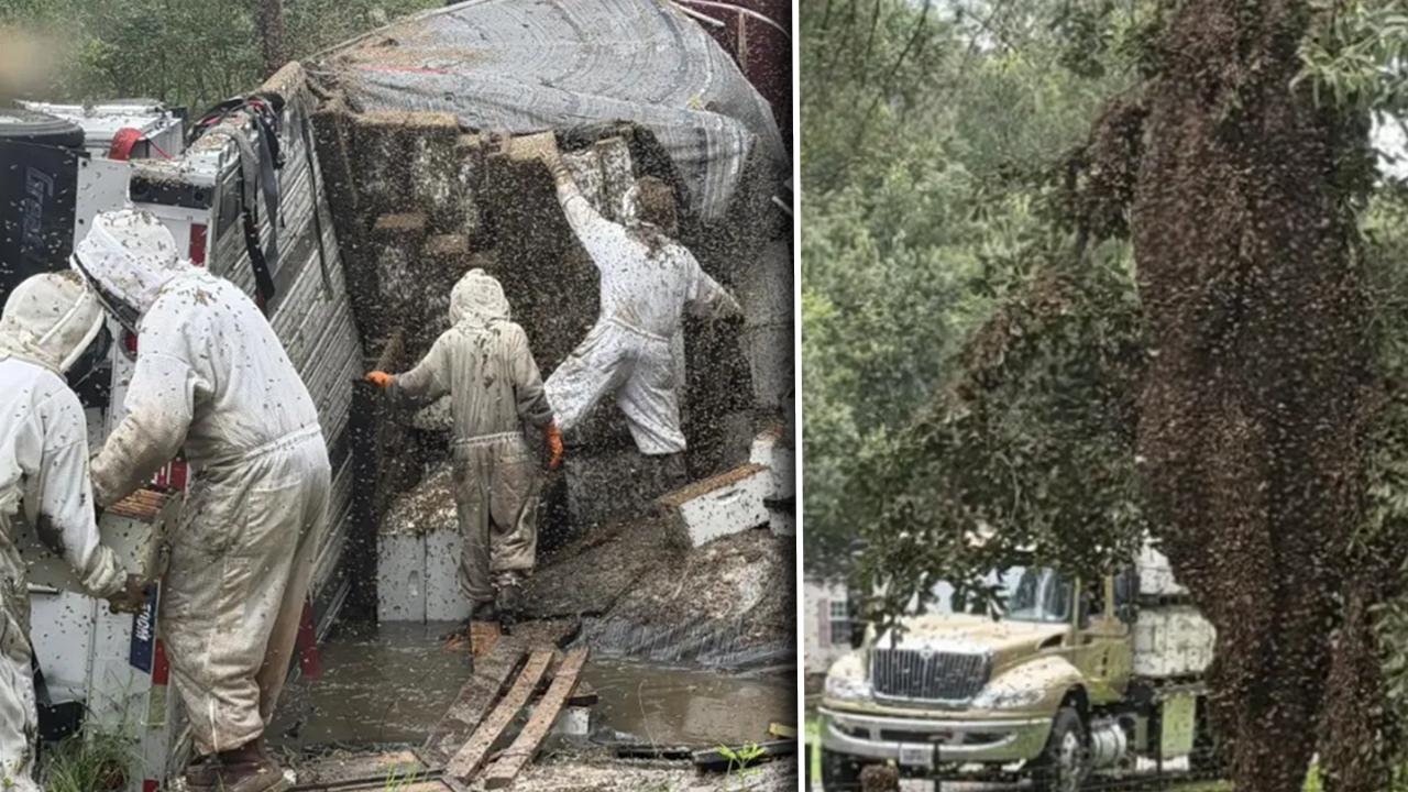 ABD’de arı yüklü TIR devrildi: Milyonlarca arı havaya karıştı