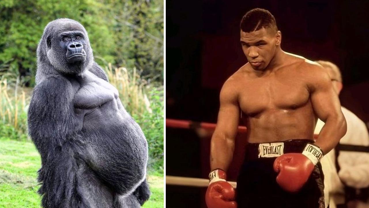 Mike Tyson’dan Şaşırtan İtiraf: “Gorille Dövüşmek İçin 10 Bin Dolar Rüşvet Teklif Ettim”