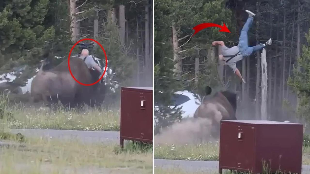 ABD'de dehşet! Öfkeli bizon turisti 2,5 metre havaya fırlattı