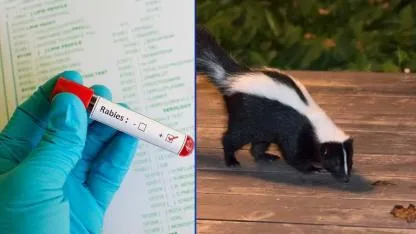 Georgia'da köpeklerin saldırdığı rakun kuduz çıktı!